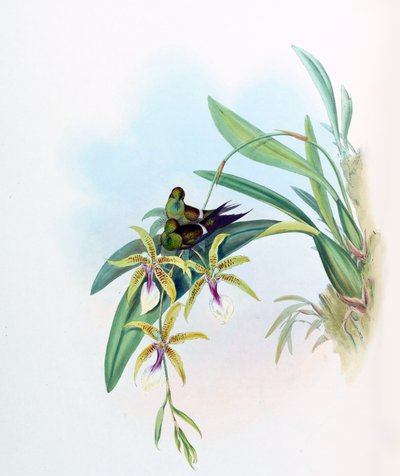 Gouldia laetitiae = Discosura letitiae with Oncidium hastilabium by John Gould